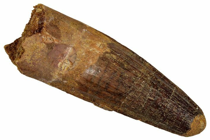 Fossil Spinosaurus Tooth - Feeding Worn Tip #332772